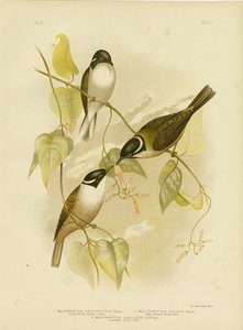 Sterksnavel Honingeter, 1891