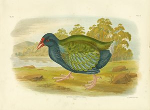 Takahe door Gracius Broinowski