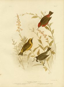 Tricolored Ephthianura, 1891