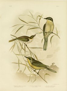 Wattle-Wang Honingeter of Paars-Gegapte Honingeter, 1891
