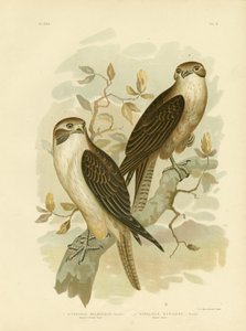 Westelijke Bruine Havik, 1891