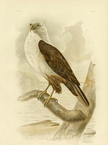 Witborstzeearend, 1891
