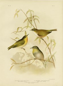Witborst Zosterops of Norfolk Witoog, 1891