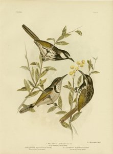 Witwanghoningeter, 1891