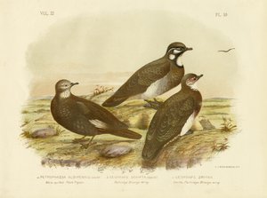 Wit-gevederde rotsduif, 1891