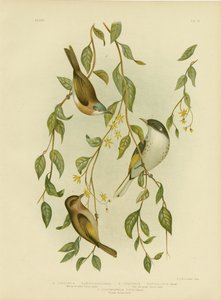 Witkeel-honingeter, 1891