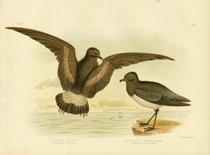 Geel-gevleugelde stormvogel, 1891 door Gracius Broinowski