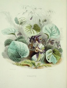 Het viooltje, uit 