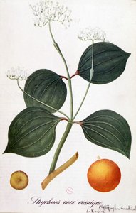 Blad, bloemen en vrucht van strychnos (braaknoot of nux vomica) - in 
