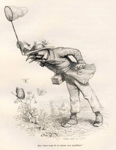 Vogel die vlinders jaagt. Vignetten geïllustreerd door JJ Granville. Gravure gesigneerd Andrew, Best en Leloir in het deel "Een vos gevangen in de val" geschreven door Charles Nodier in "Scènes uit het privé- en openbare leven van dieren". Parijs, J. Hetze door Grandville