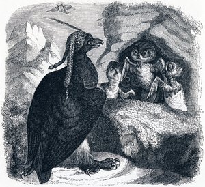 De Adelaar en de Uil, illustratie uit 
