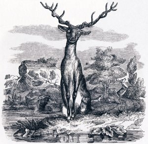 Het hert dat zichzelf in het water ziet - Fabels van La Fontaine