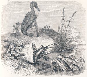 De vissen en de aalscholver