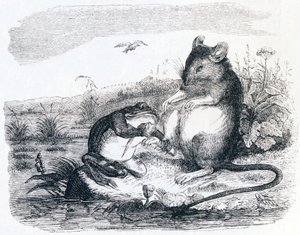 De kikker en de rat (La grenouille et le rat) - Fabels van La Fontaine door Grandville