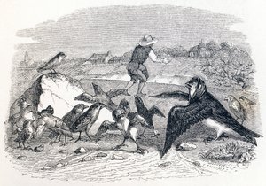 De zwaluw en de kleine vogels - Fabels van La Fontaine door Grandville