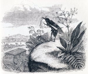 De teek en de vlieg - Fabels van La Fontaine
