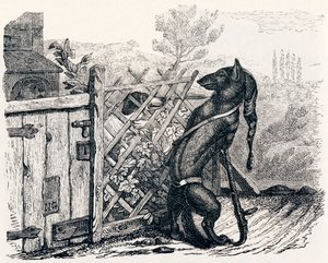De wolf en de magere hond - Fabels van La Fontaine