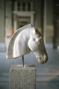 Hoofd van een paard