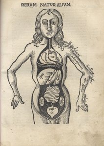 Margarita Philosophica. Anatomie