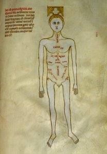 Anatomie- en chirurgische platen: lokalisatie van mannelijke organen in 
