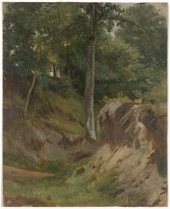 Droog beekje in het bos