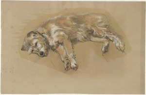 Liggende hond