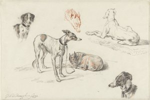Studies van honden