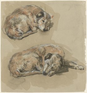 Twee studies van een liggende hond