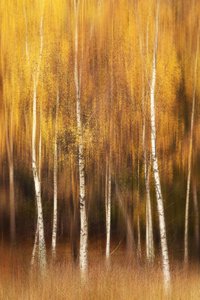  door Gustav Davidsson