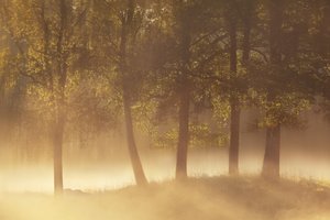 Gouden ochtendmist door Gustav Davidsson