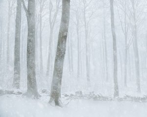 Winters bos met sneeuw door Gustav Davidsson
