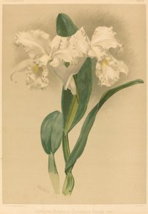 Cattleya Mendelii Quorndon House Var. door Gustav Leutzsch after Henry George Moon