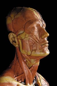 Detail van een mannelijk anatomisch ecorché model, met spieren, slagaders en aderen, de bloedsomloop en het zenuwstelsel door Gustav Zeiller