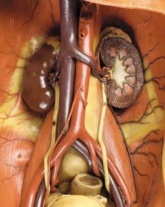 Detail van een mannelijk anatomisch ecorché model, met spieren, slagaders en aderen, de bloedsomloop en het zenuwstelsel