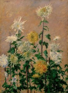 Witte en gele chrysanten