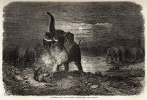 De jager verrast door een olifant, nabij het Ngami-meer (Botswana), tekening door Gustave Doré (1832-1883), ter illustratie van de avonturen en jachten van Charles Jean Anderson in Zuidelijk Afrika. Gravure in 