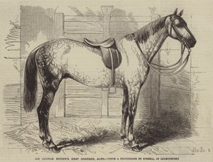 Sir George Browns grijze hengst, Alma