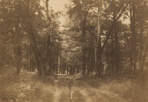Bas-Bréau, Bos van Fontainebleau