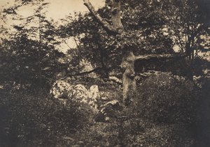 Eik in de rotsen bij Fontainebleau, 1849-52 door Gustave Le Gray