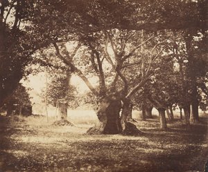 Holle Eik, Fontainebleau, 1855-57 door Gustave Le Gray