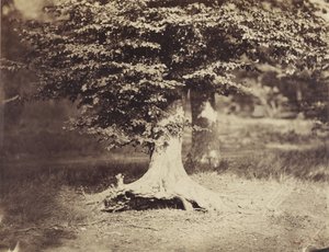 De beuk, ca. 1855-7 (zwart-wit foto) door Gustave Le Gray
