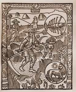 Herderkalender - De Arbeid van de Maanden - Juli - Houtsnede uit het boek van 1496 gedrukt door Guy Marchant (Guido Mercator) in Troyes - Hooien, het maaien van hooi - Houtsnede in 