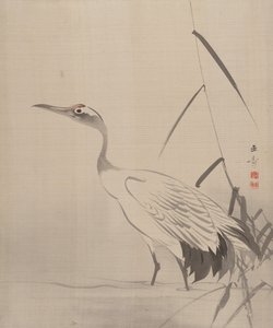 Kraanvogel tussen het riet