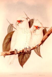 Licmetis Nasicus