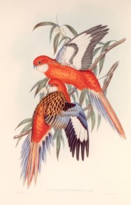PLATYCERUS IGNITUS