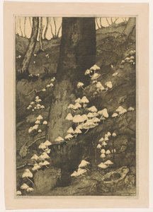 Paddenstoelen in een bos (Herfst)