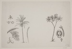 Botanisch blad uit Schouws geschriften door H. C. Henneberg