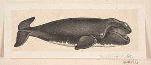 Een walvis door H. C. Henneberg