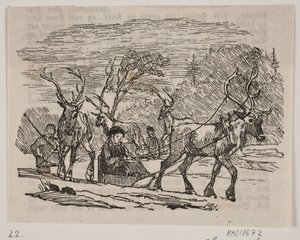 Slede rijden met rendieren
