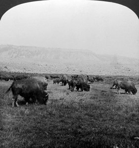 Buffel, Yellowstone National Park, VS